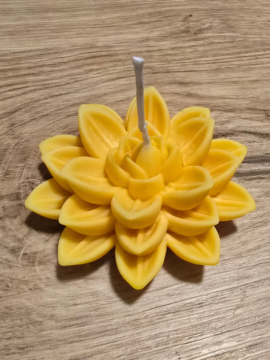 Chinesische Lotusblumen