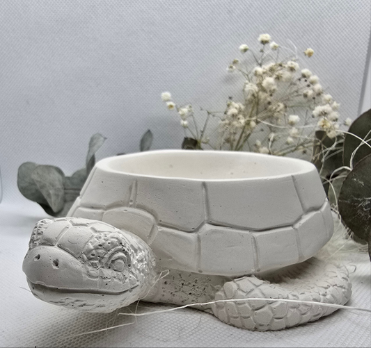 Schildkrötenschale